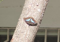 Archaeoprepona demophon centralis