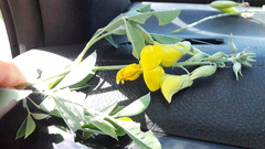 Crotalaria monteiroi