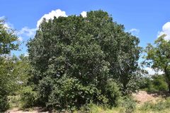 Drypetes mossambicensis