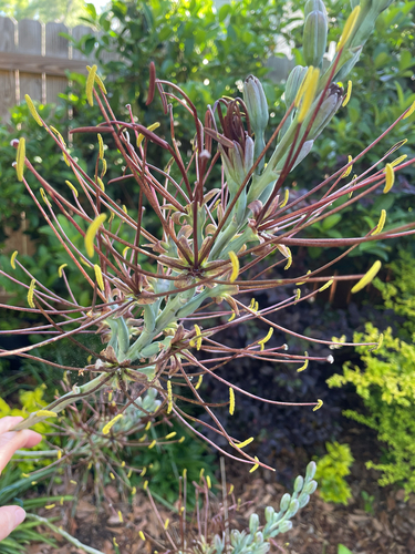 Manfreda cv. Macho Mocha hort. 3