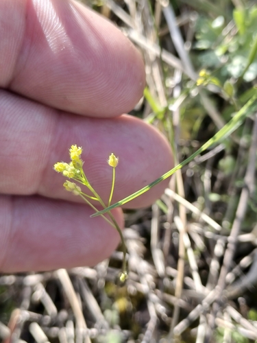 Woodland draba (Draba nemorosa)