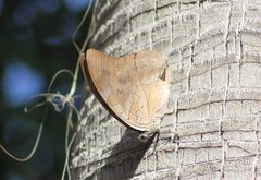 Archaeoprepona demophon centralis