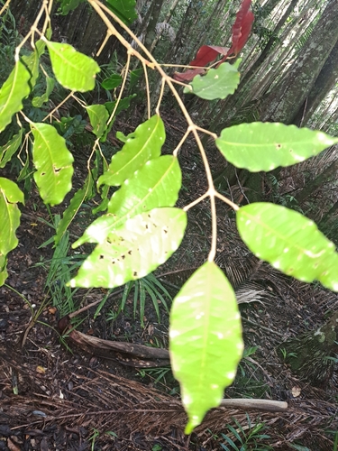 Canarium australasicum observed 2026-05-04