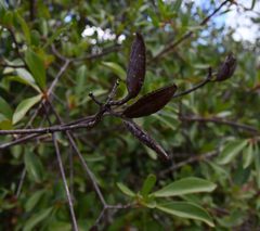 Hymenodictyon parvifolium image