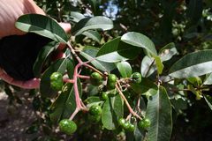 Ozoroa obovata elliptica