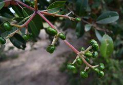 Ozoroa obovata elliptica