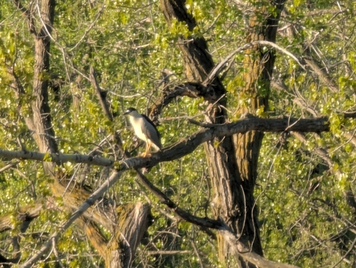 Black-crowned Night Heron photographed in South Dakota