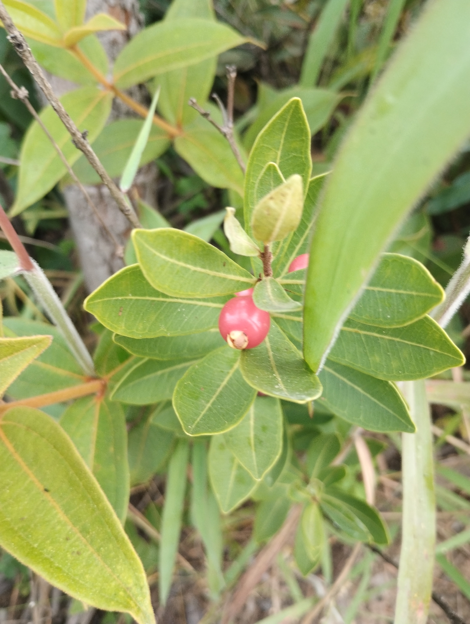 Eugenia punicifolia