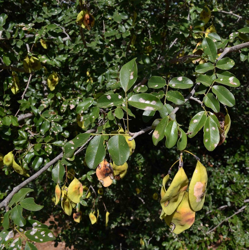 Small-Leaved Bloodwood