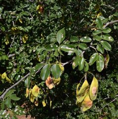 Pterocarpus lucens subsp. antunesii image