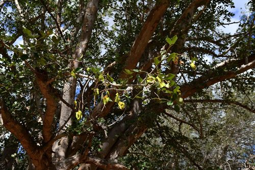 Pterocarpus lucens image