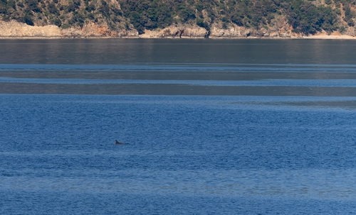 Tursiops truncatus