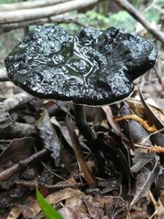 Sanguinoderma rugosum