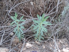 Euphorbia nicaeensis