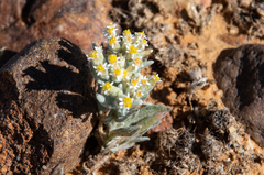 Rhodanthe microglossa