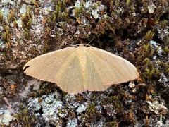 Nemoria lixaria
