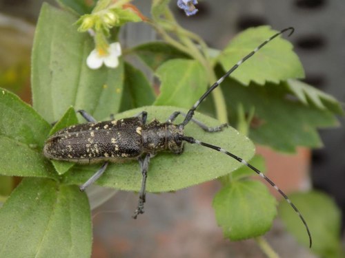 Pine Sawyer Beetle