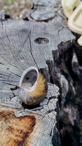 Cornu aspersum