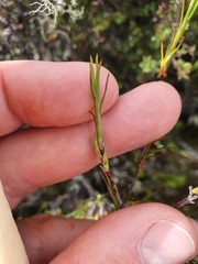 Dracophyllum subulatum