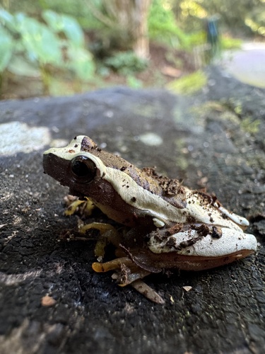 Elegant Forest Tree Frog