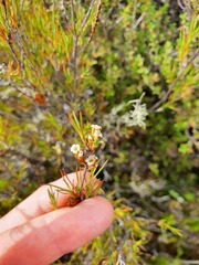 Dracophyllum subulatum