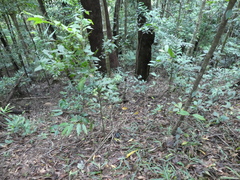 Sanguinoderma rugosum