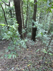 Sanguinoderma rugosum