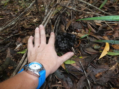 Sanguinoderma rugosum