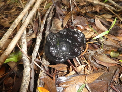 Sanguinoderma rugosum