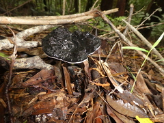 Sanguinoderma rugosum