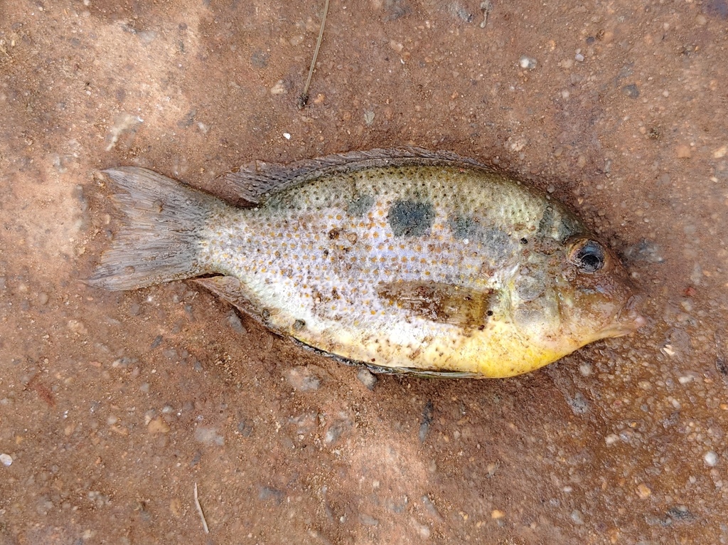Orange chromide (Etroplus maculatus) — Cichlidae