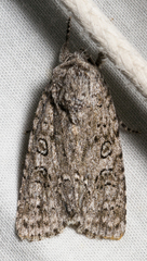 Acronicta impleta