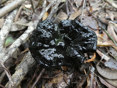 Sanguinoderma rugosum