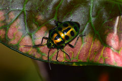 Chrysocoris stockerus