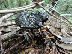 Sanguinoderma rugosum