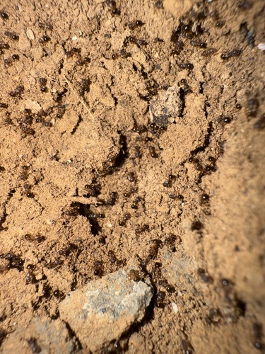 Japanese Queenless Ant