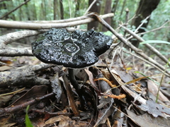 Sanguinoderma rugosum