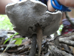 Sanguinoderma rugosum
