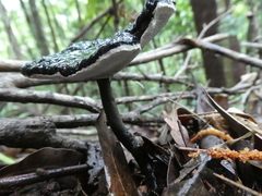 Sanguinoderma rugosum
