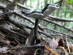 Sanguinoderma rugosum