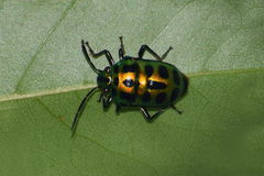Chrysocoris stockerus