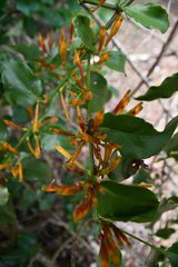 Lorantheae
