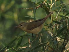 Acrocephalus dumetorum