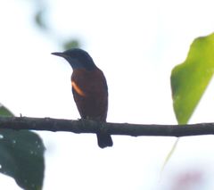 Monticola cinclorhyncha