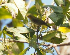 Zosterops palpebrosus