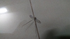 Croce filipennis