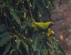Chloropsis aurifrons
