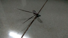 Croce filipennis