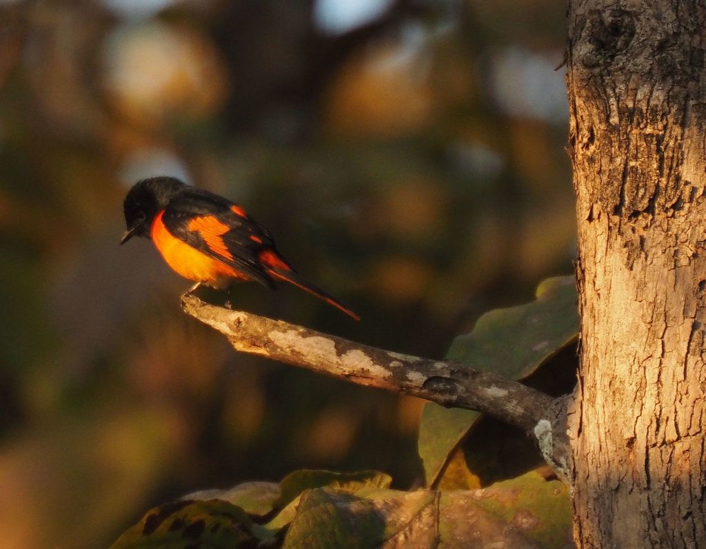Scarlet Minivet