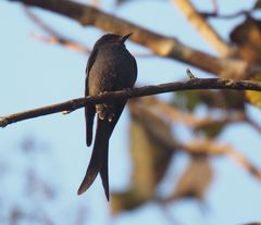 Dicrurus leucophaeus